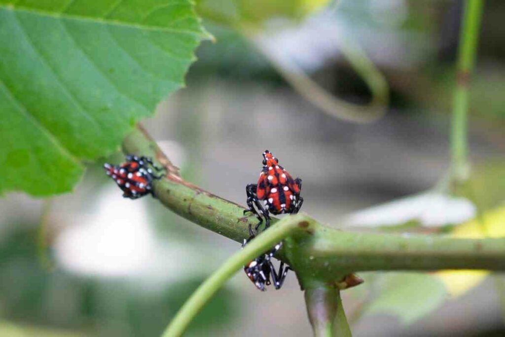 Spotted Lanternflies