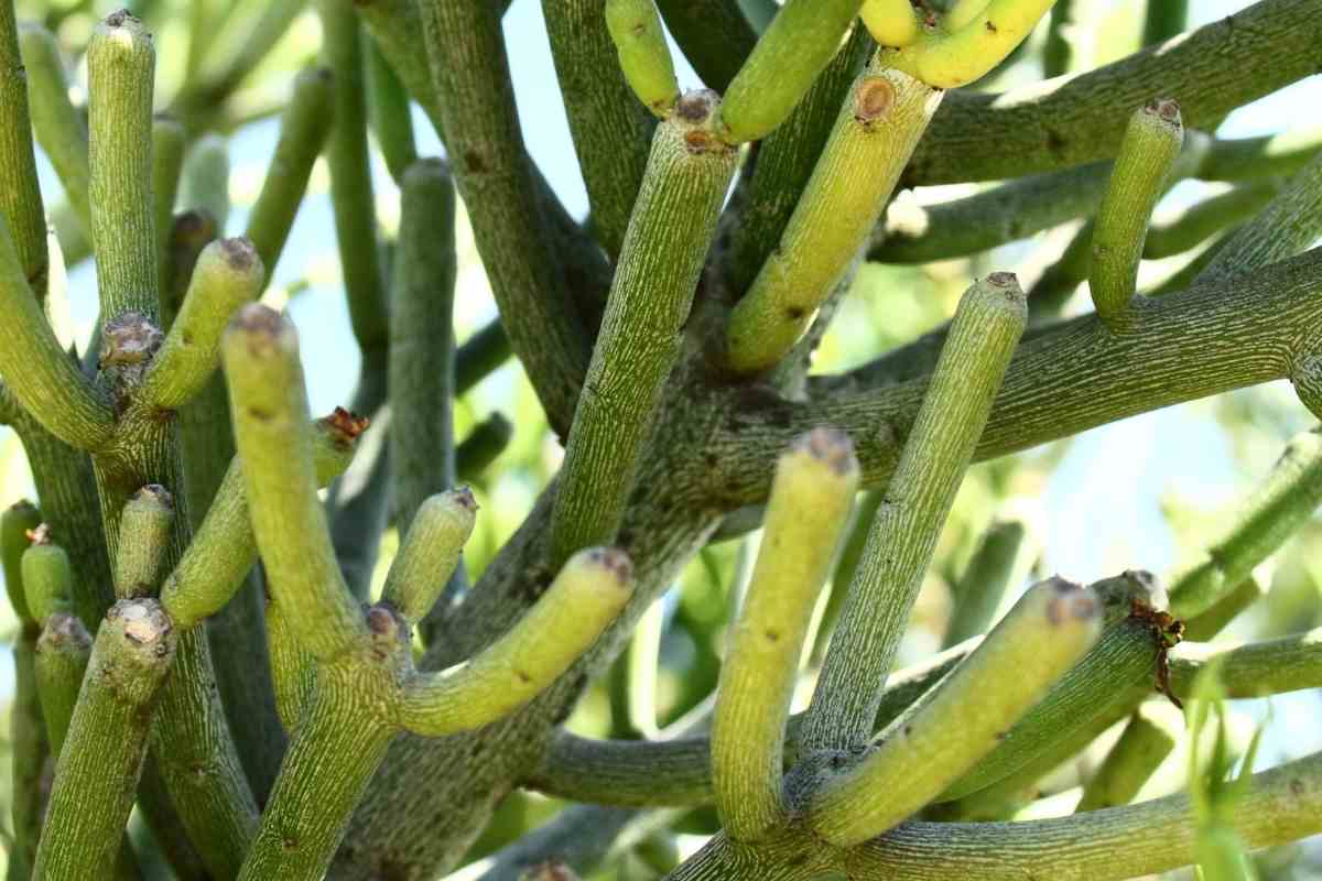 Pencil Cactus Dying? (7 Reason Why and How To Save It)