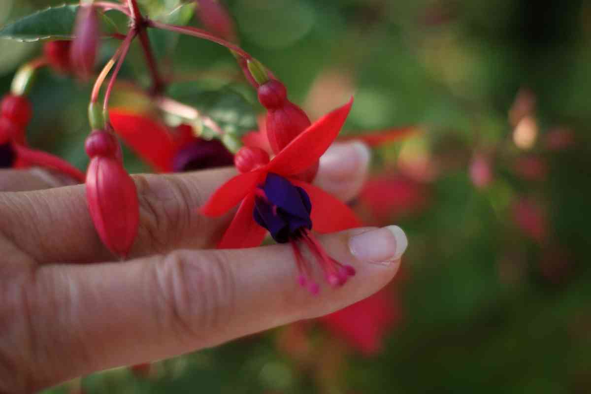 11 Plants Perfect for Attracting Pollinators to Your Garden