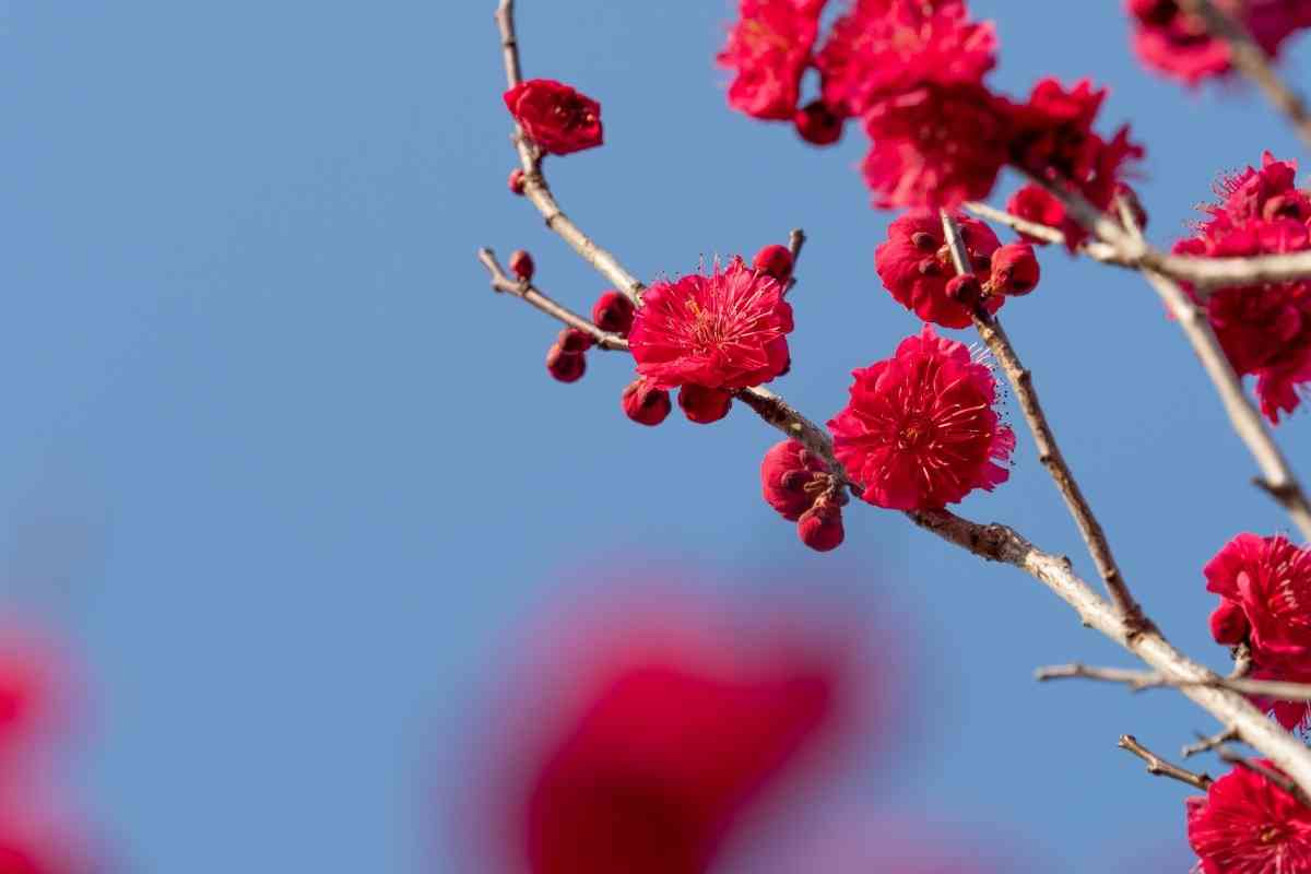 10 Popular Flowers In Japan