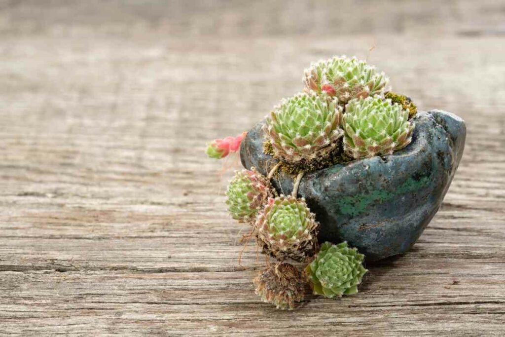 Sempervivum Little Bobo small succulent in a pot