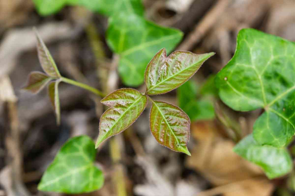 Weeds In New England: 7 Most Common Weeds