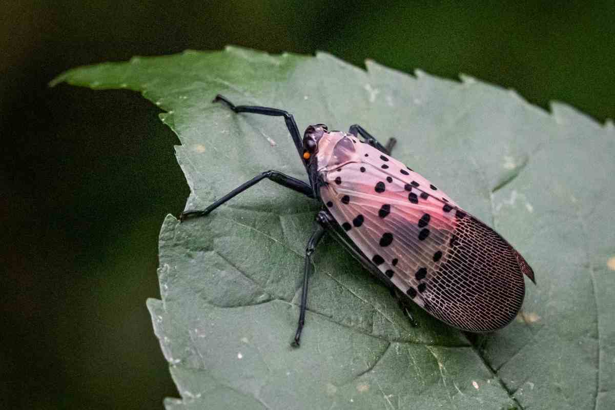 What Eats Spotted Lanternfly?