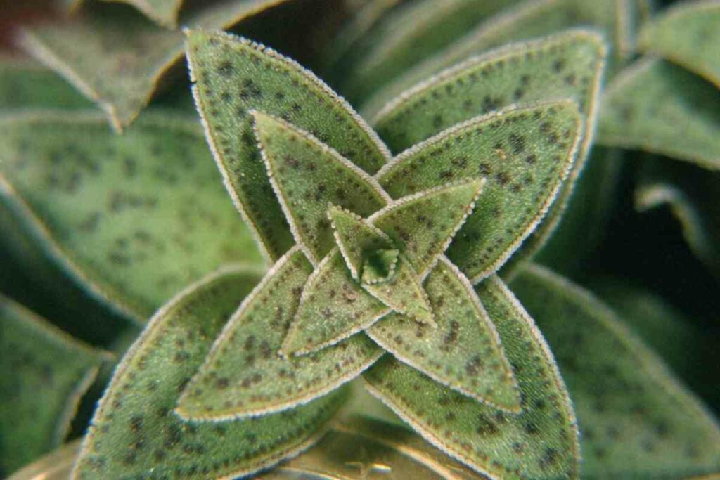 What is Crassula Picturata (Tiger Jade)