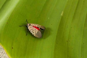 Why Are Spotted Lanternfly Bad?