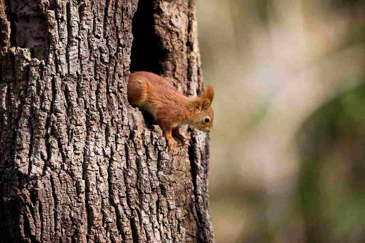 Do Squirrels Come Back to the Same Place Each Year?