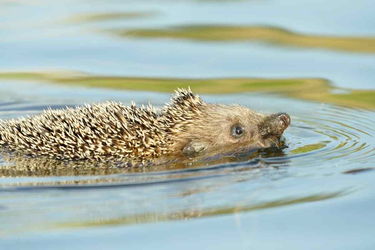 Can Hedgehogs Swim?
