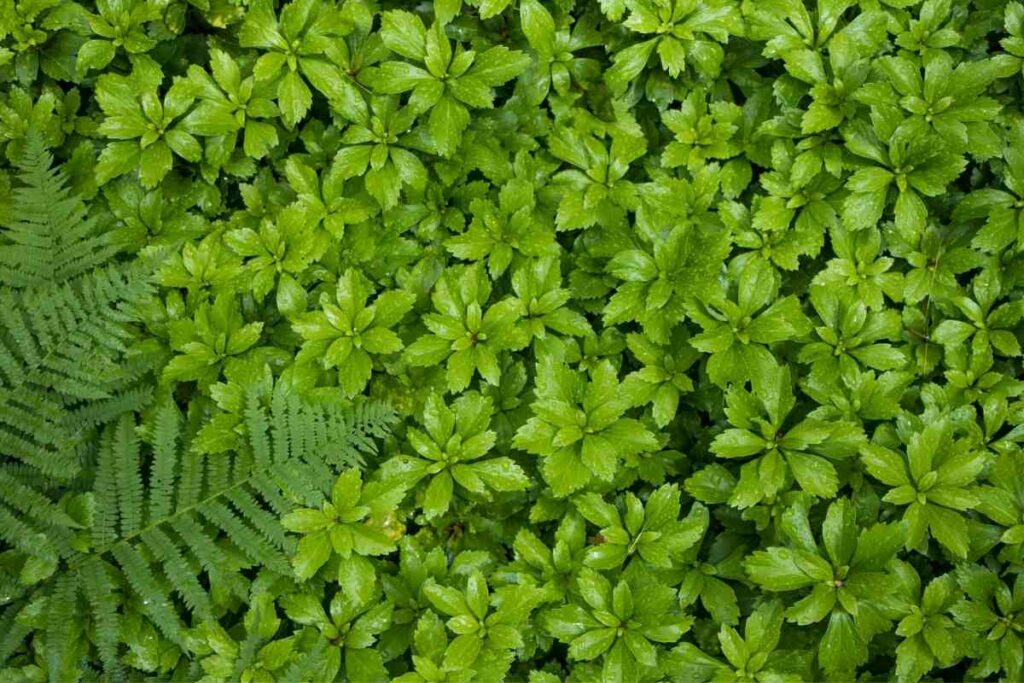 Pachysandra