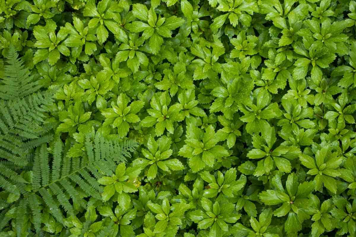 How Much Pachysandra Do You Need?