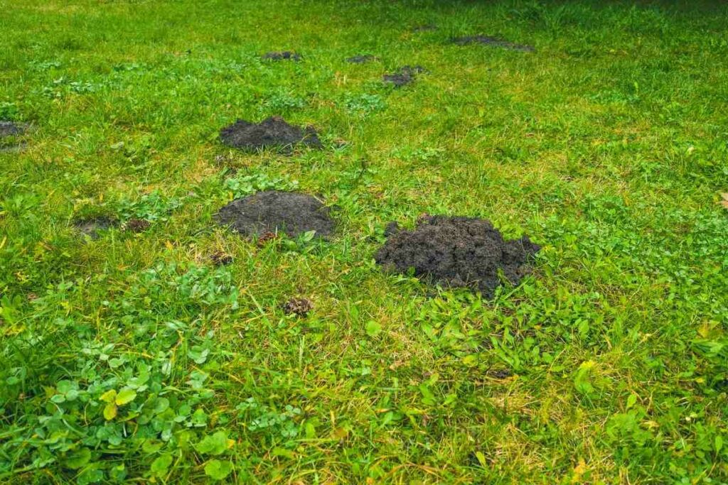 mole digging up lawns