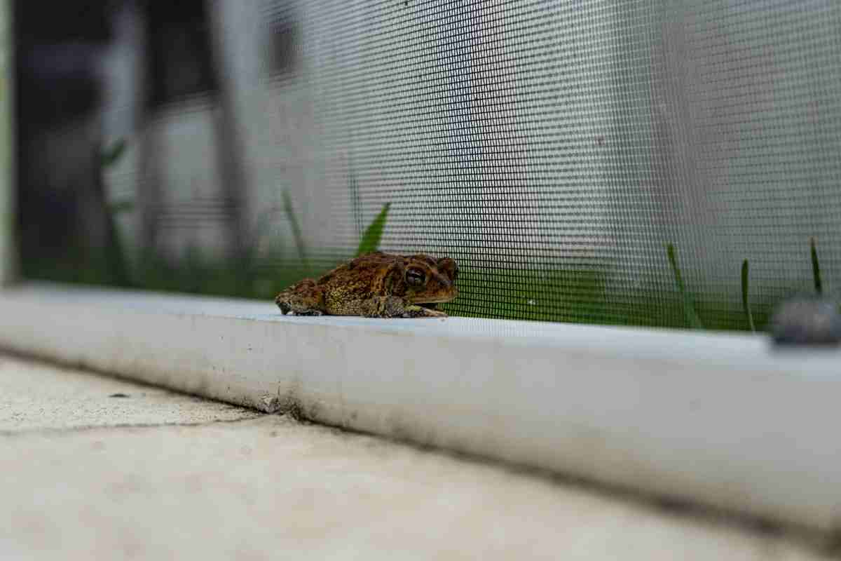 How to Get Rid of Frogs From Your Backyard