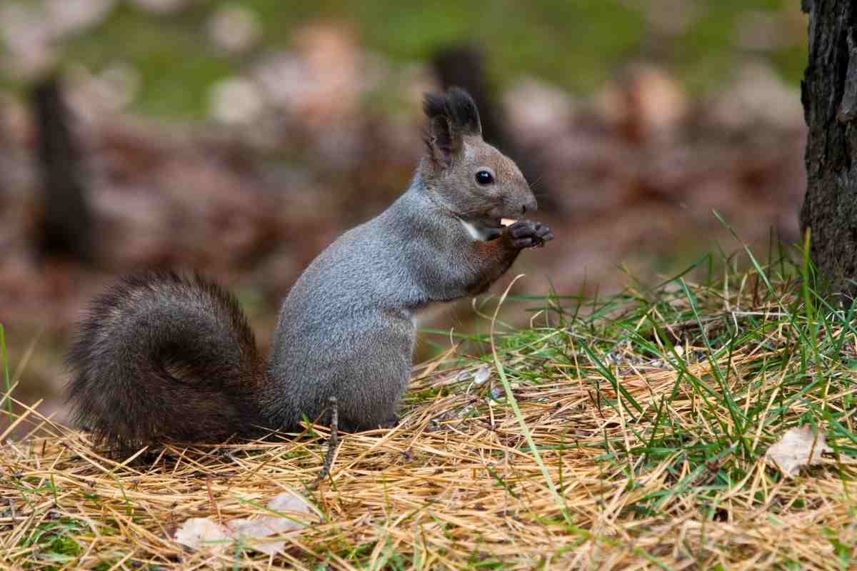 Do Squirrels Bury Their Dead?