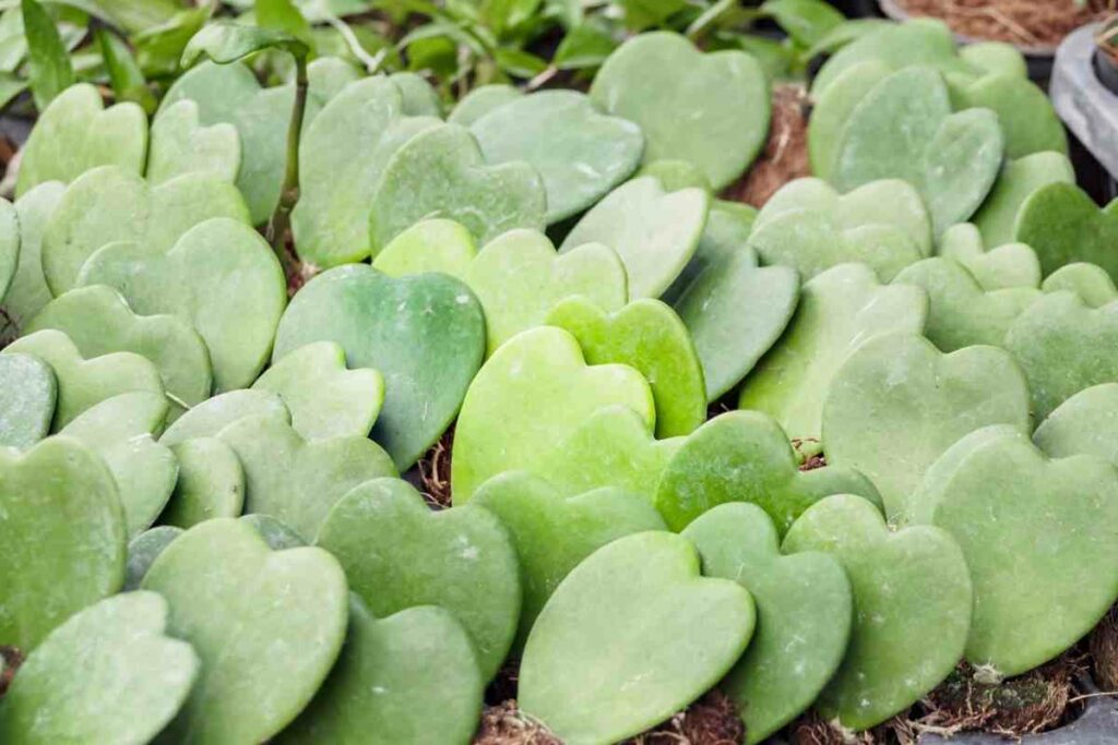 Best Soil For Hoya Kerrii