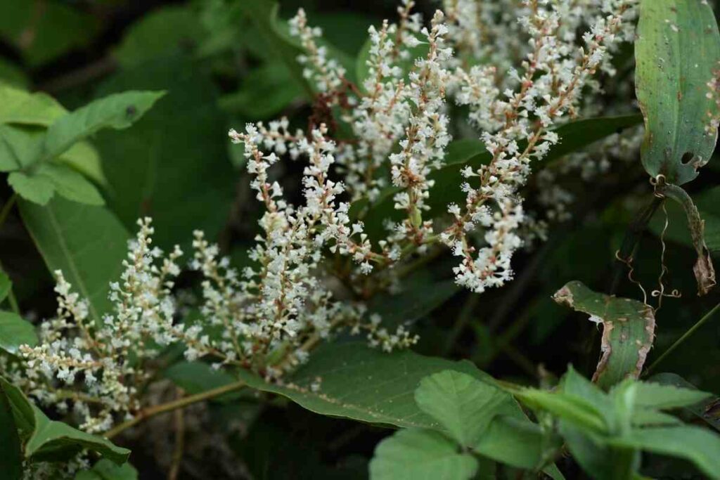 Get rid of Japanese knotweed