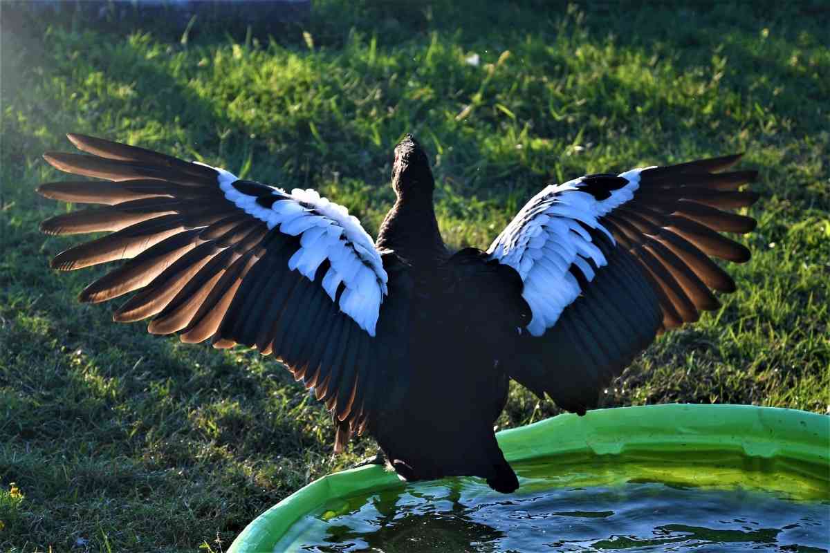 Can Muscovy Ducks Fly?