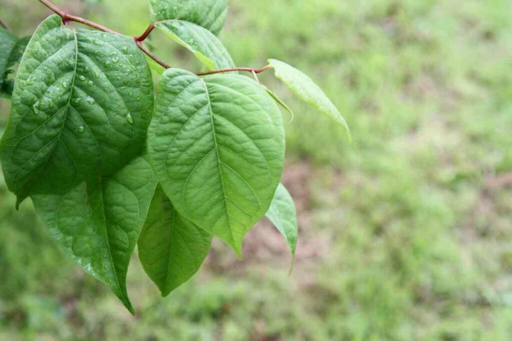 Japanese Knotweed weed