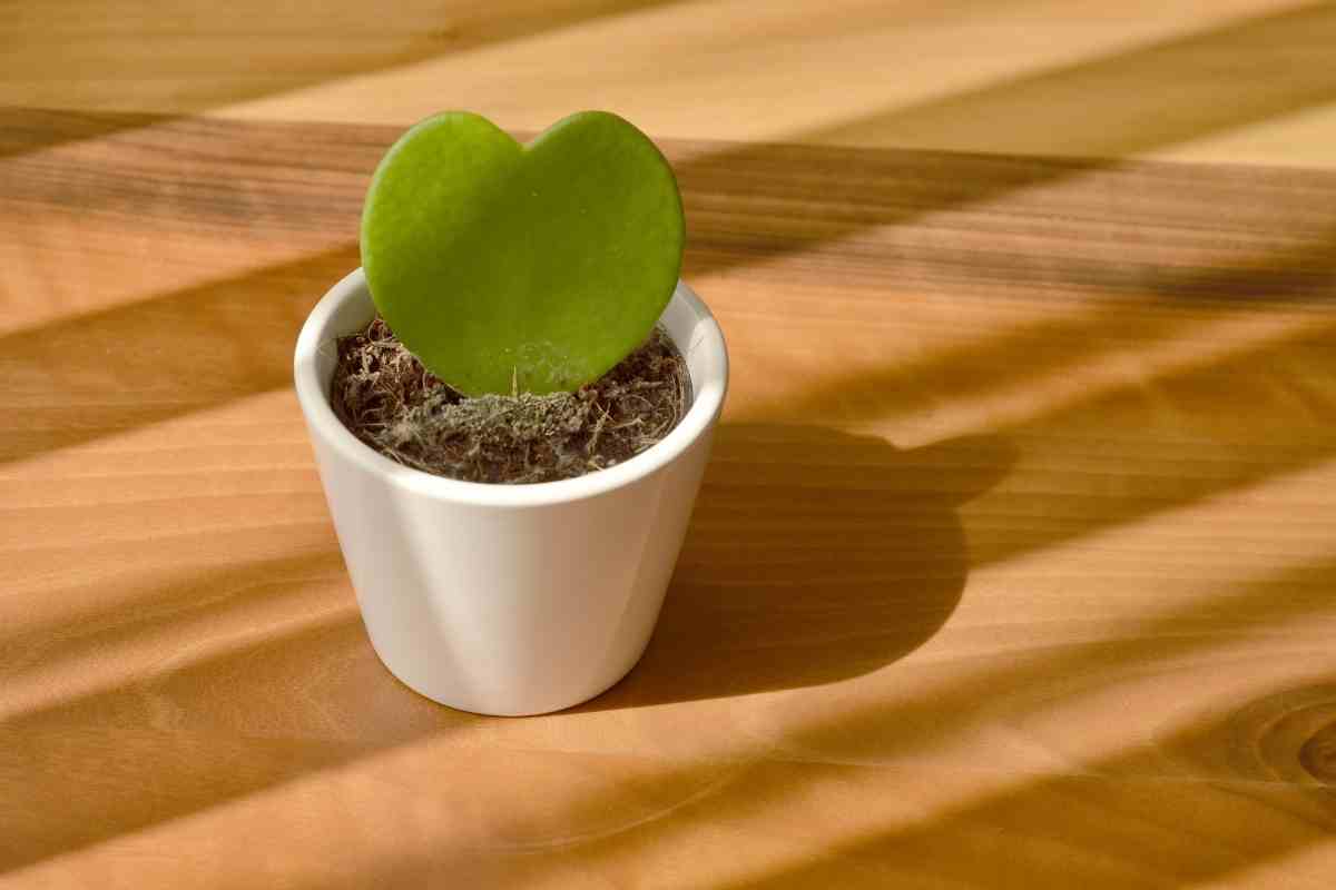 Hoya Kerrii Complete Care Guide