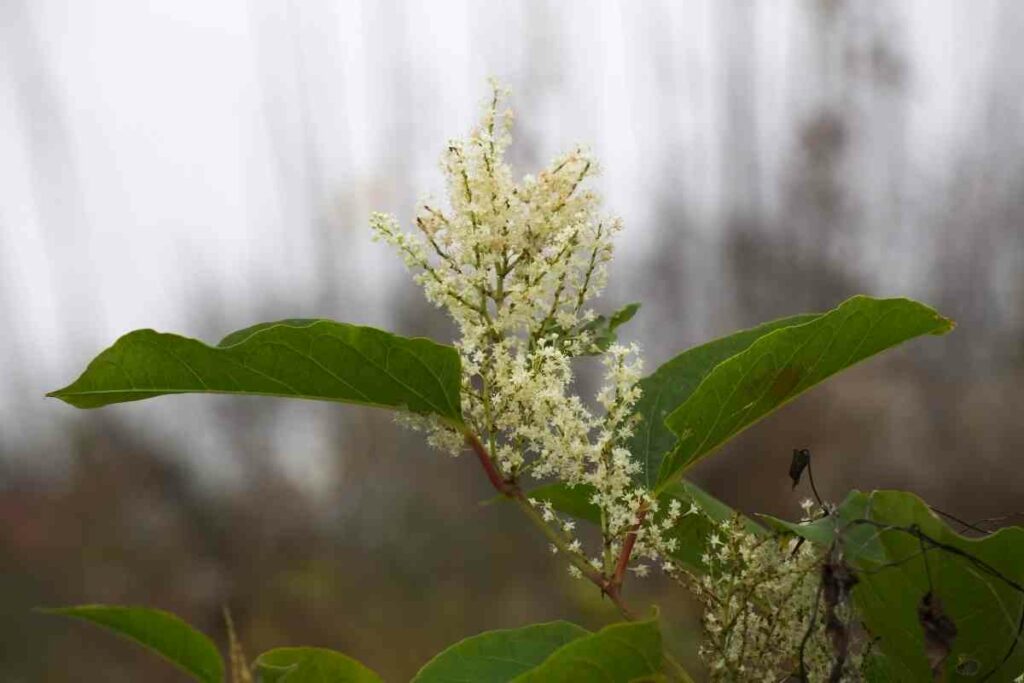 Japanese knotweed damage garden