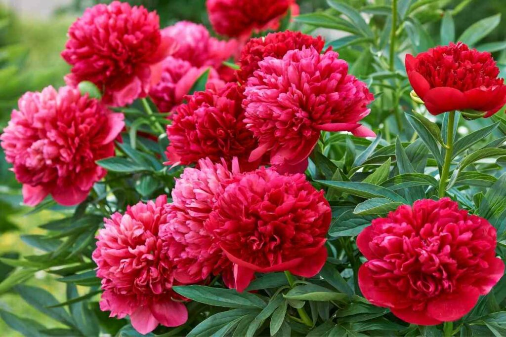 Red Peony bush bloom