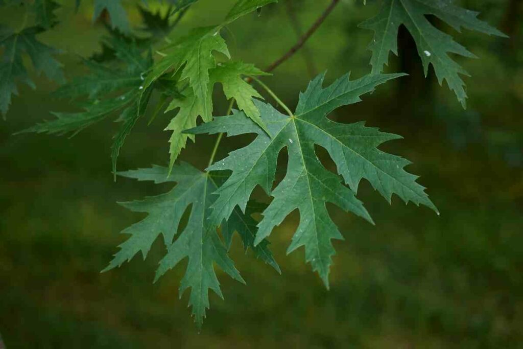 Silver Maple tree leaves