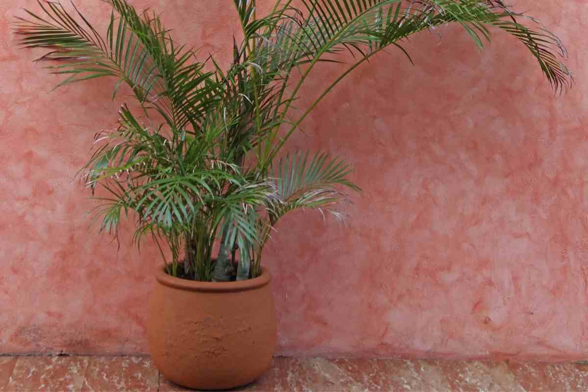7 Small Palm Trees for Pool Area