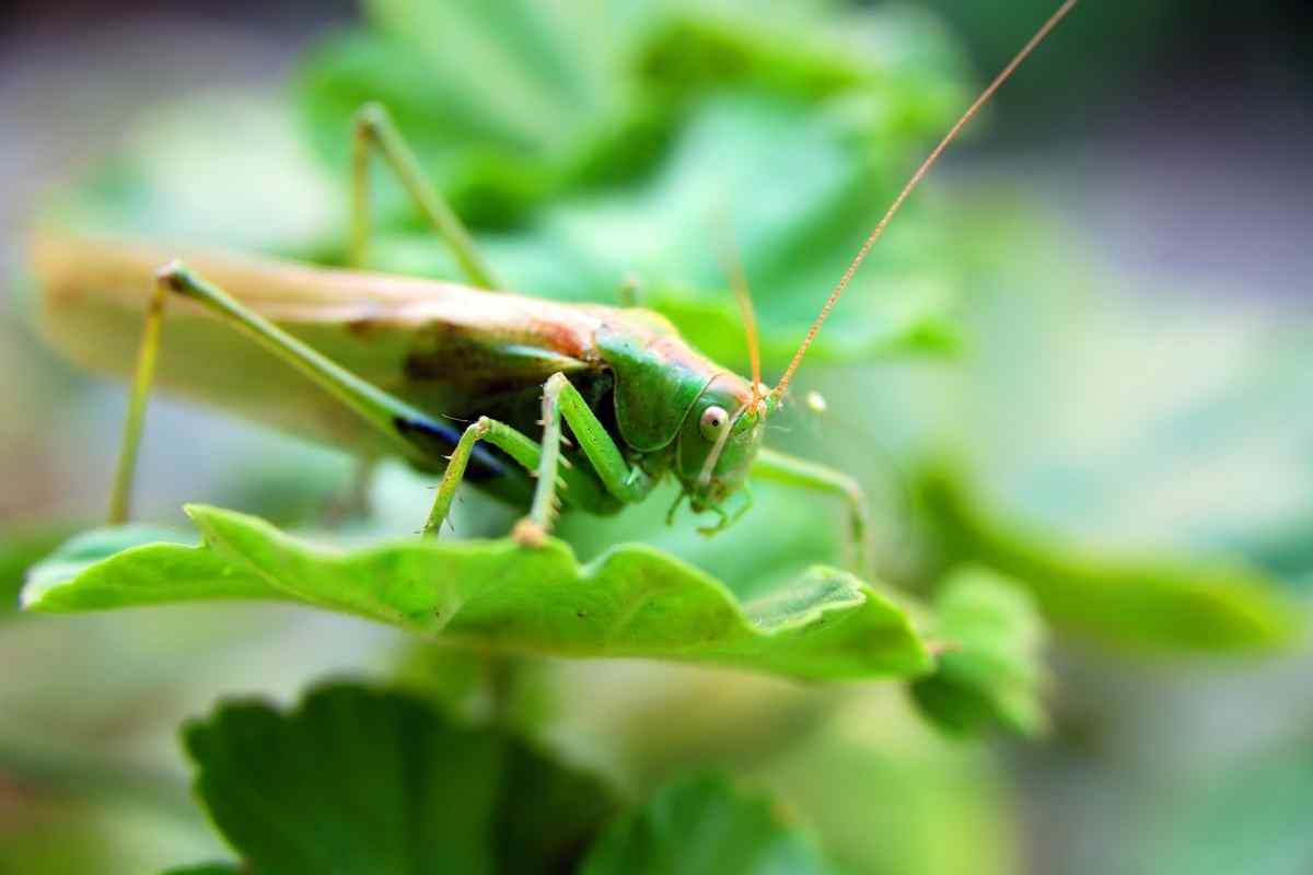 How To Get Rid Of Cricket Noise At Night (Sleep Better)