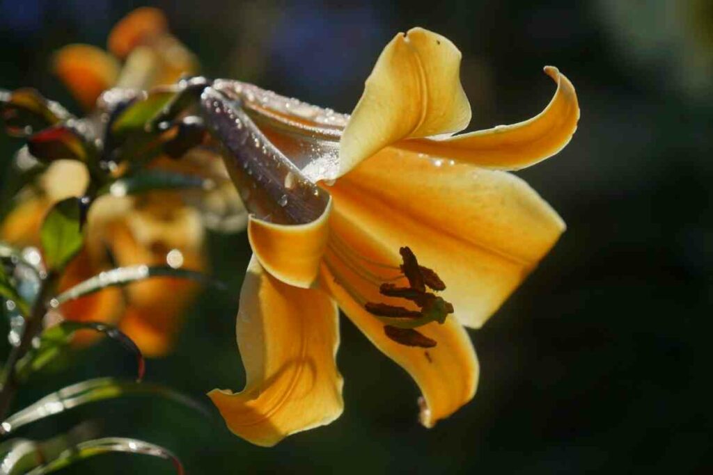 African queen lily flower