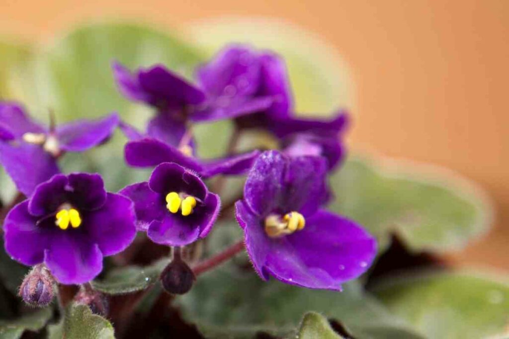 Healthy African violet