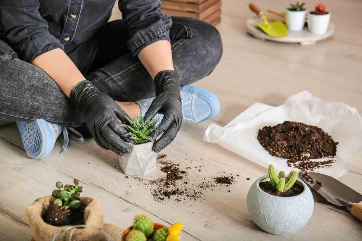 Are Succulents Good House Plants?