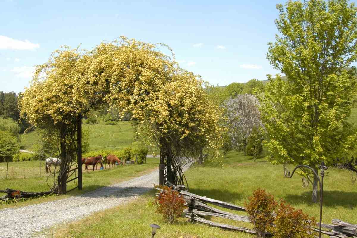 11 Different Varieties of Thornless Roses