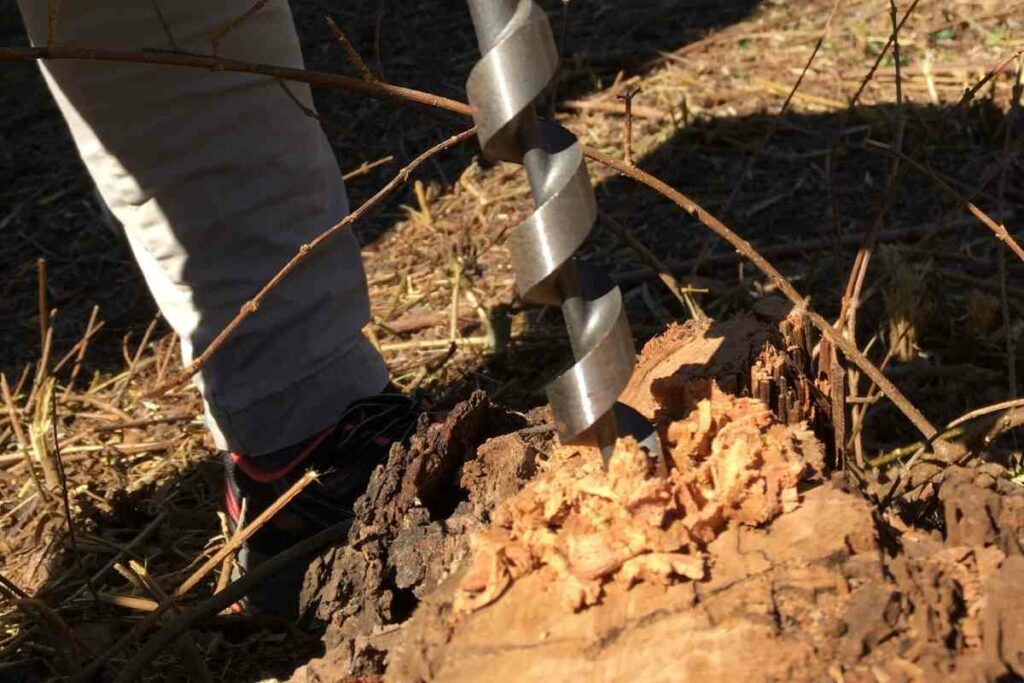 Huge Drill tree stump