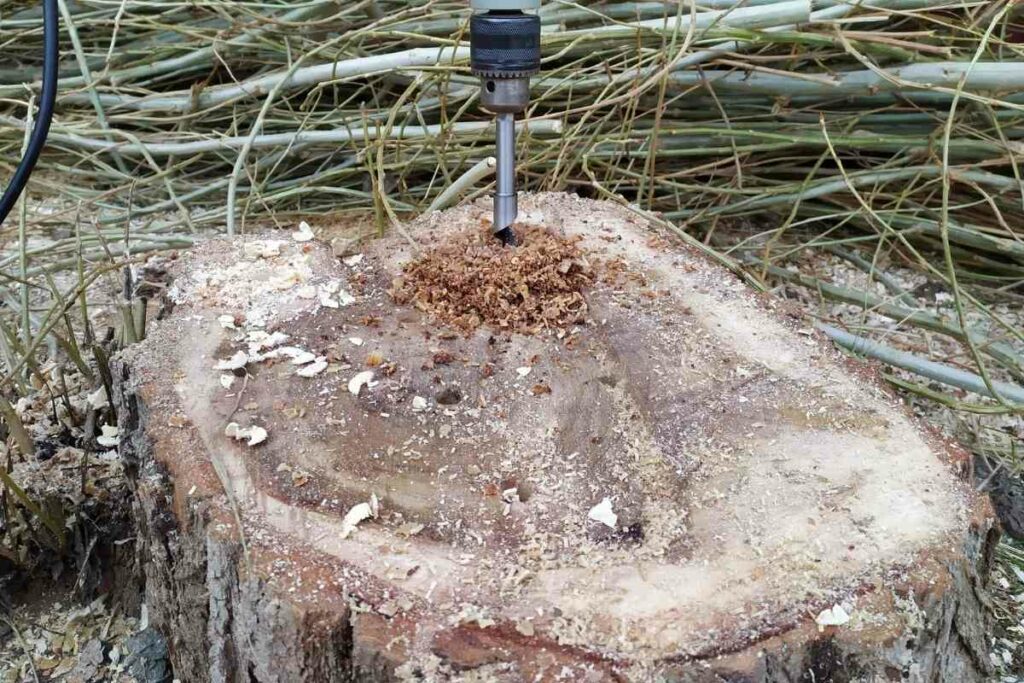 Drilling holes in tree stump