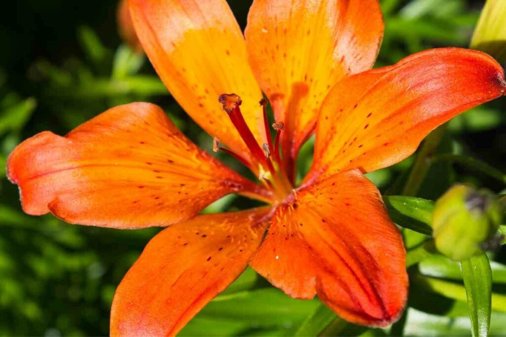 Fire King orange lily