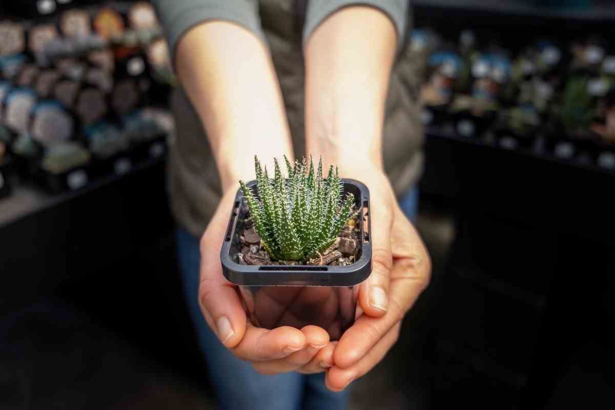 How Much Are Small Succulents?