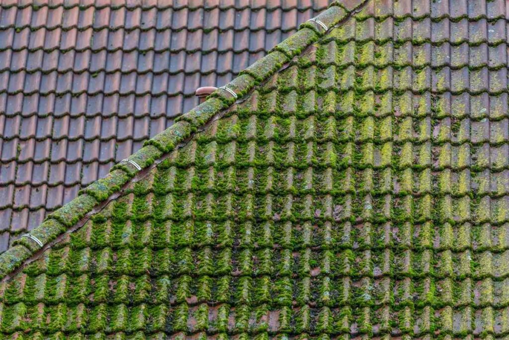 How roof moss killers work tips