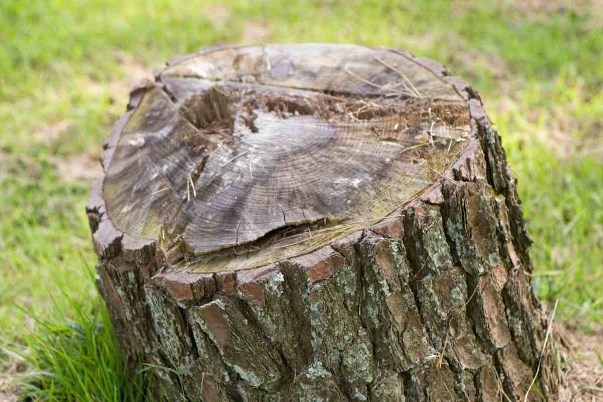 Methods To Kill A Tree Stump Using Motor Oil?