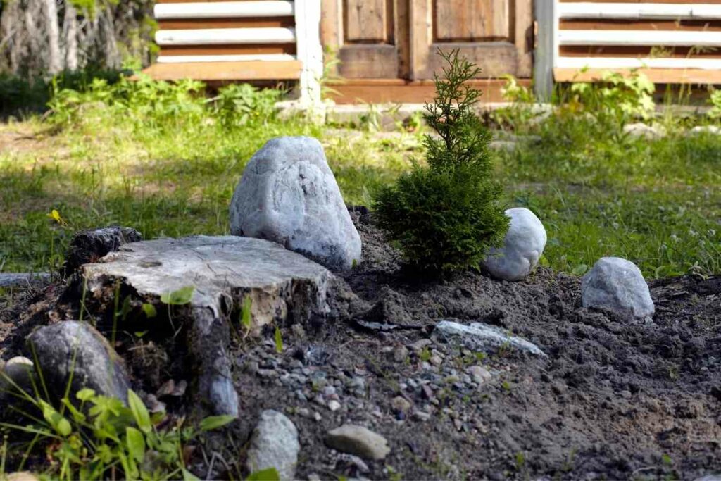 Tree stump and motor oil