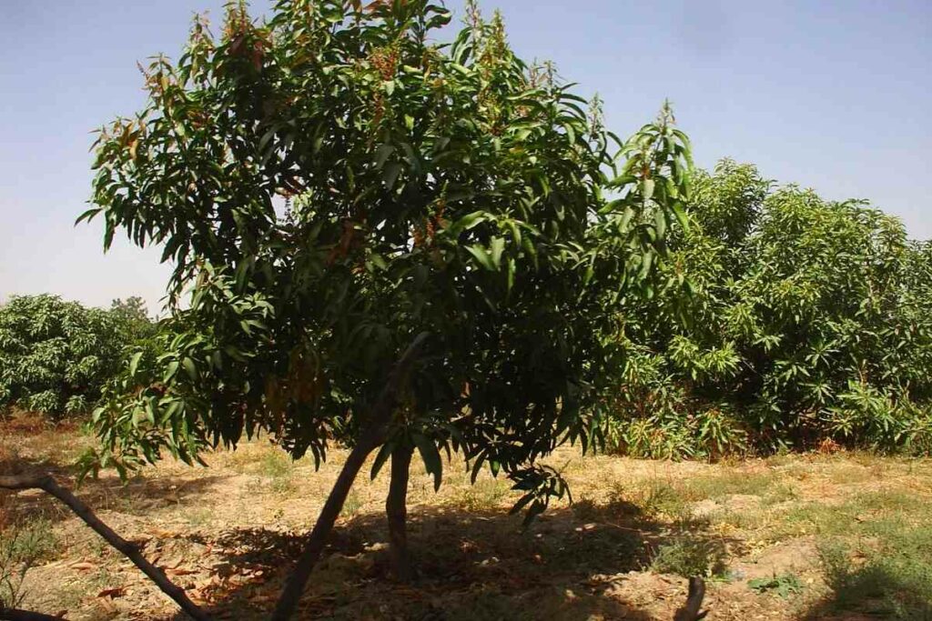 Mango tree age facts