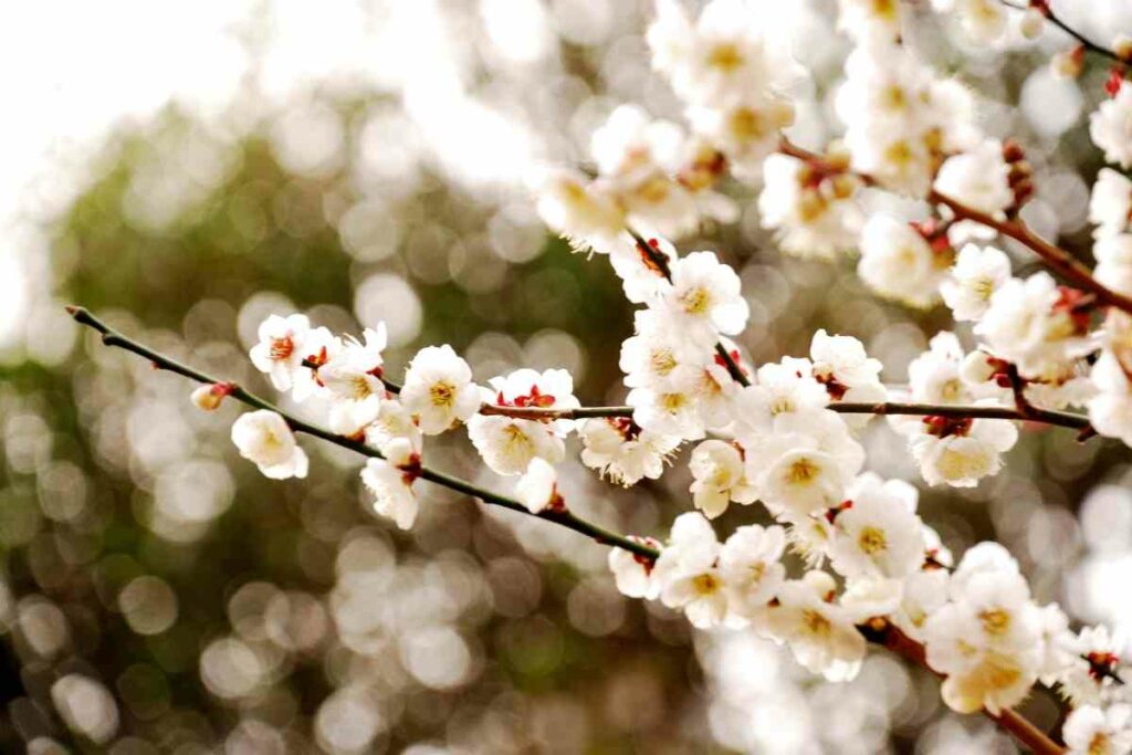 Winter Japanese Flowers