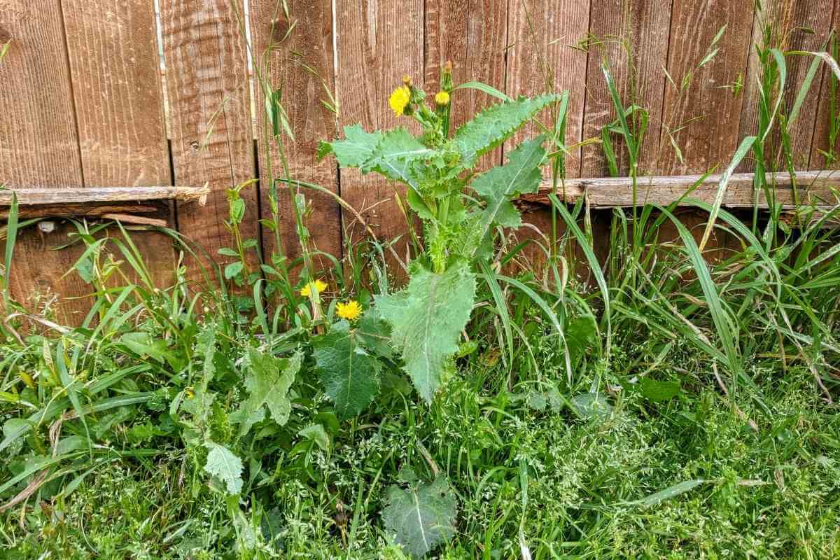 Popular Pre-Emergent For Centipede Grass