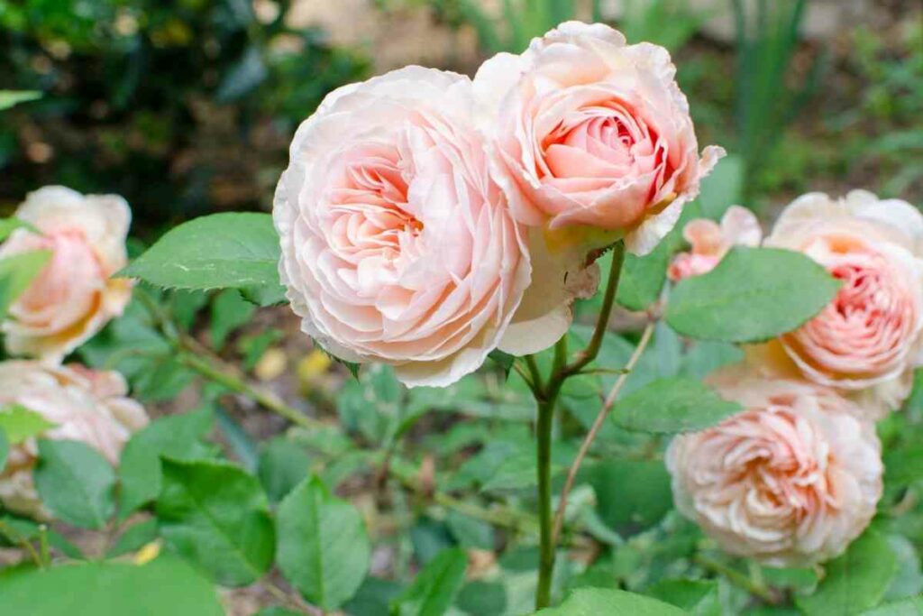 Shropshire lad rose