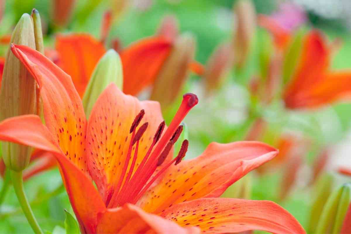 10 Types Of Orange Lilies