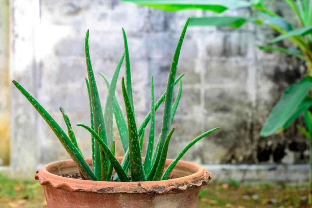 When Succulents Get Wrinkly