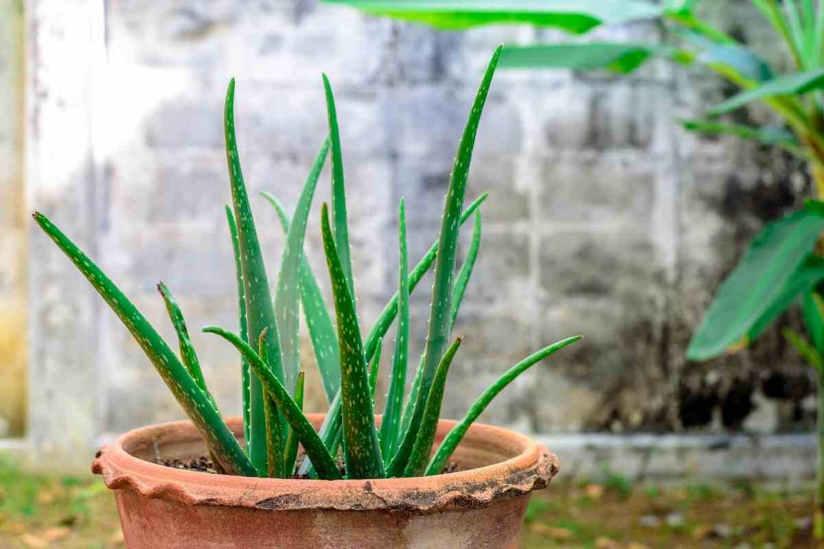 When Succulents Get Wrinkly
