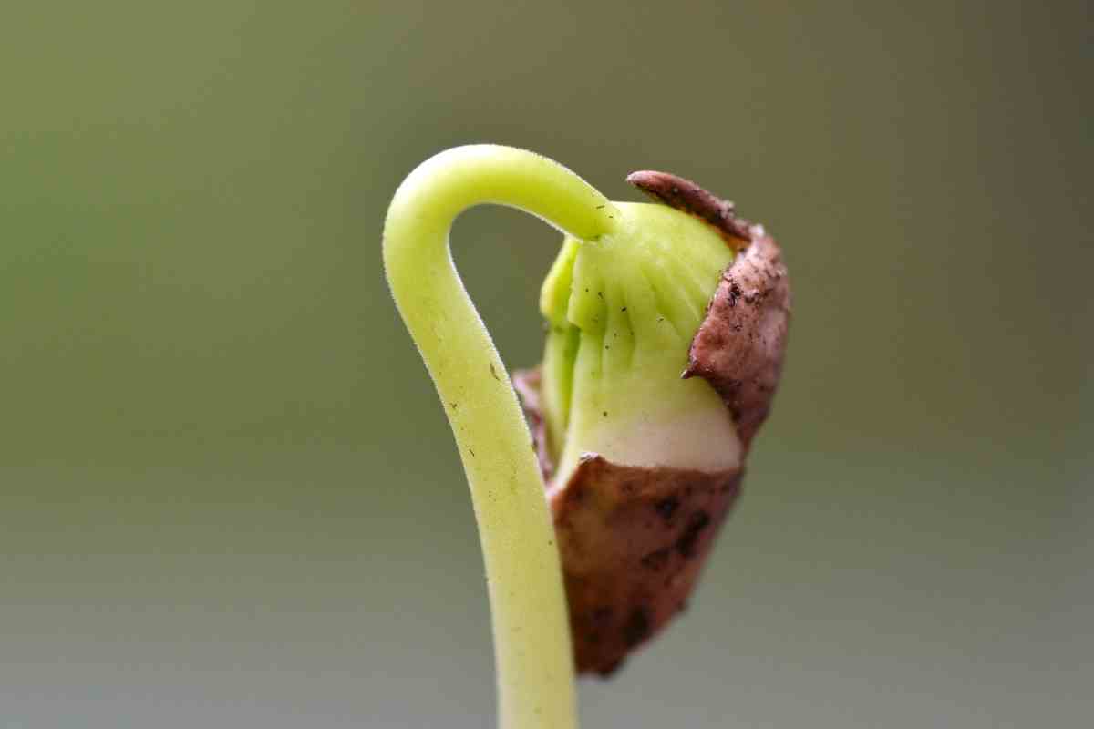 5 Bean Sprouter Kits For Home Growing