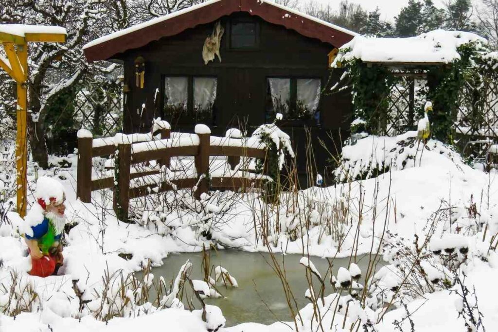 Do Pond Plants Die in Winter?