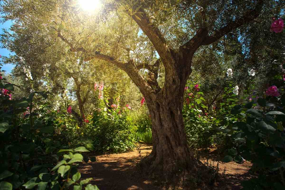 The Ultimate Forest Garden Guide