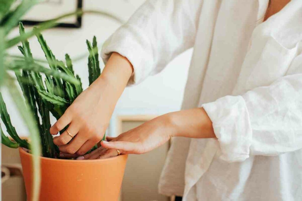 The Lifecycle Of Plants explained