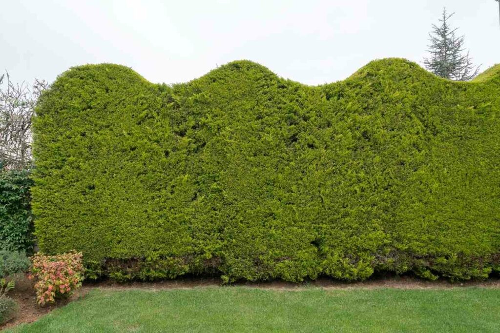 Living garden wall tips