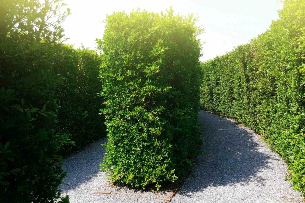 Living plant garden wall ideas